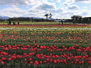 0409-01-tulip.jpg