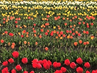 0409-04-tulip.jpg
